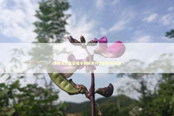 情降文化背后推手揭秘及对你的影响分析