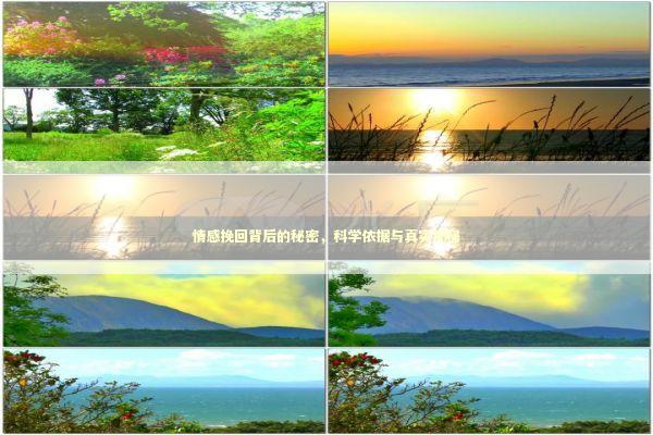 情感挽回背后的秘密，科学依据与真实揭秘