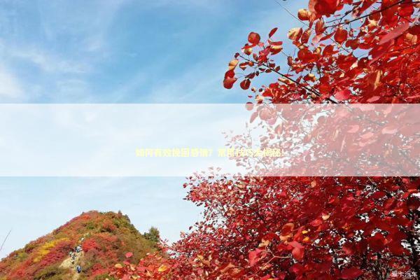 如何有效挽回感情？常用技巧大揭秘！